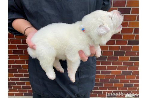 成約済の千葉県のグレートピレニーズ-313617の13枚目
